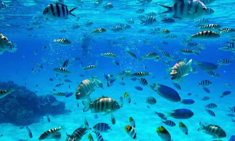 Bora Bora: 1/2 day lagoon safari - Shared tour - FAQs