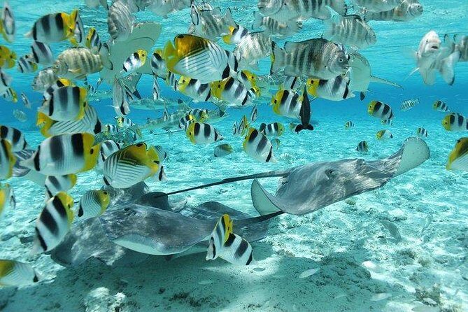 Bora Bora 4WD Tour & Eco Shark & Ray Snorkel Cruise - The Snorkeling with Sharks and Rays: A Marine Encounter
