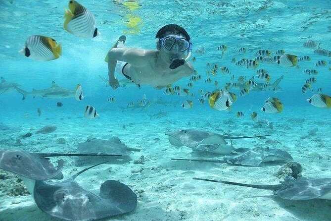 Bora Bora 4WD Tour & Eco Shark & Ray Snorkel Cruise - Practical Details & Tips