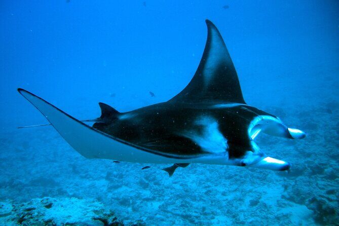 Bora Bora adventure Private Combo Jet Ski and Eco Sharks Snorkel - An In-Depth Look at the Bora Bora Adventure Experience