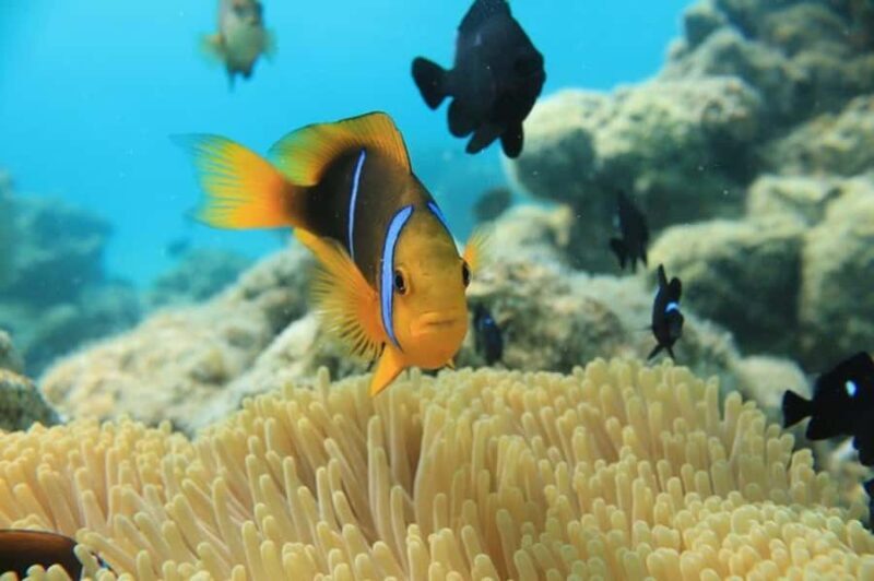 Bora Bora: Aquasafari Helmet Dive & Coral Garden Tour - Key Points