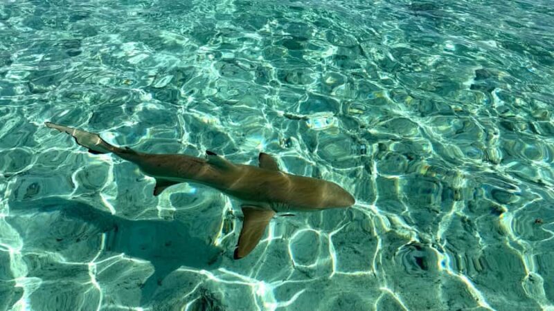 Bora Bora: Blue Lagoon Cruise, Snorkeling and Lunch . - Key Points
