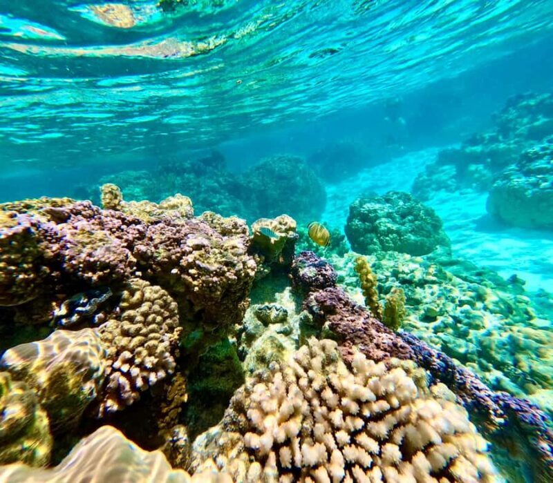 Bora Bora: Blue Lagoon Cruise, Snorkeling and Lunch . - The Sum Up