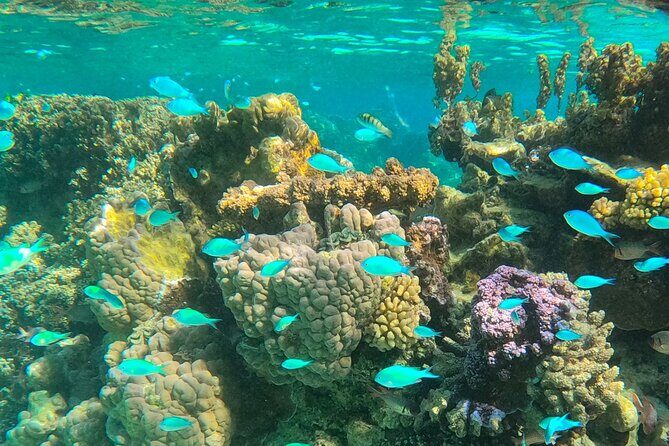 Bora Bora Combo Tour: Lagoon Cruise and 4WD Tour Including Snorkeling - Transportation, Duration, and Group Size