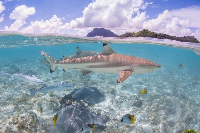 Bora Bora Eco Snorkel Cruise Including Snorkeling with Sharks and Stingrays - FAQ