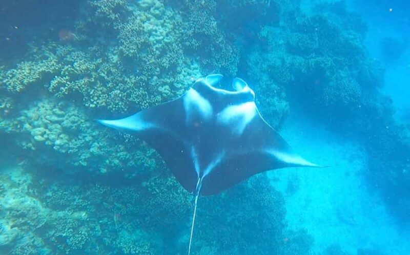 Bora Bora: Full day Lagoon Safari & Lunch on a Motu - ST - Key Points
