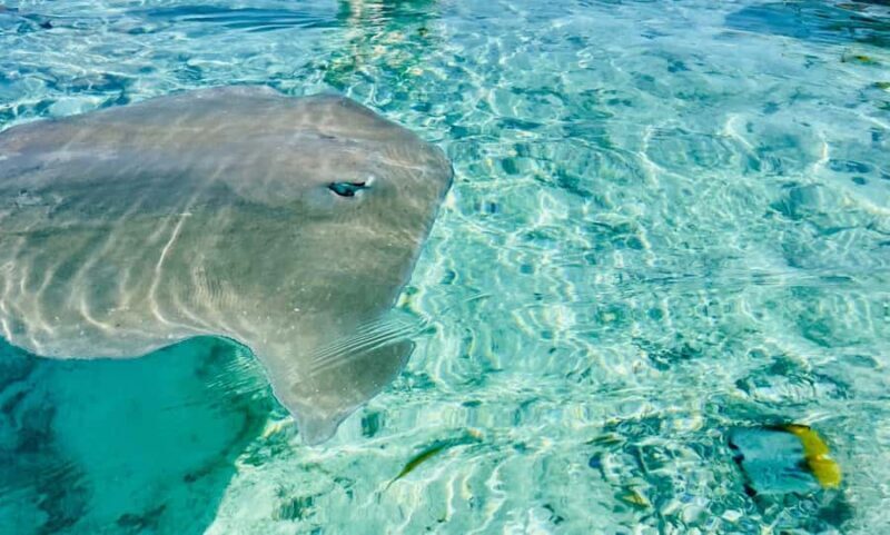 Bora Bora: Full day Lagoon Safari & Lunch on a Motu - ST - A Closer Look at the Bora Bora Lagoon Safari Experience