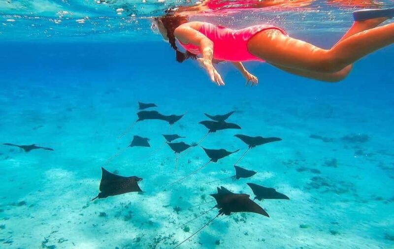 Bora Bora: Full day Lagoon Safari & Lunch on a Motu - ST - FAQ