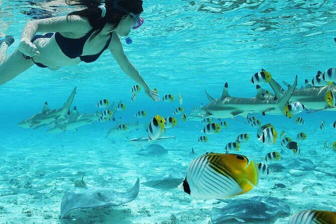 Bora Bora Full Day Snorkeling with Lunch - FAQ
