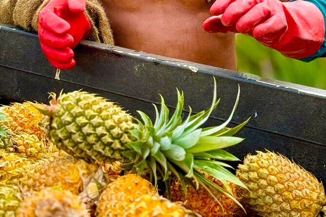 Bora Bora Gourmet Odyssey - Food Tour - An In-Depth Look at the Bora Bora Gourmet Odyssey