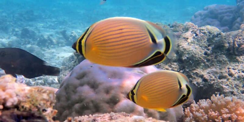Bora Bora: Half Day Catamaran Sailing & Snorkelling - Who Will Love This Tour?