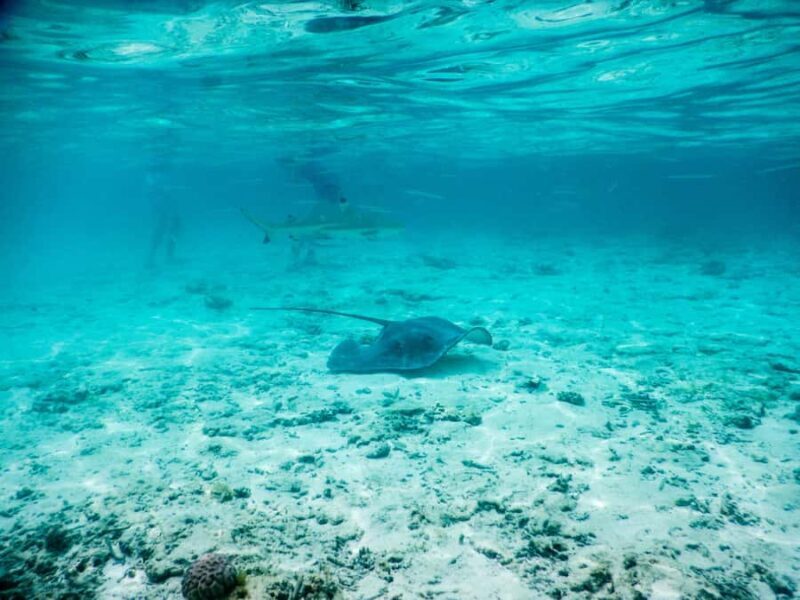 Bora Bora: Half-Day Lagoon Snorkelling Tour - Practical Details and Value