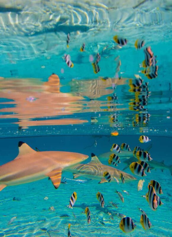 Bora Bora: Half-Day Lagoon Snorkelling Tour - Who Would Enjoy This Tour?