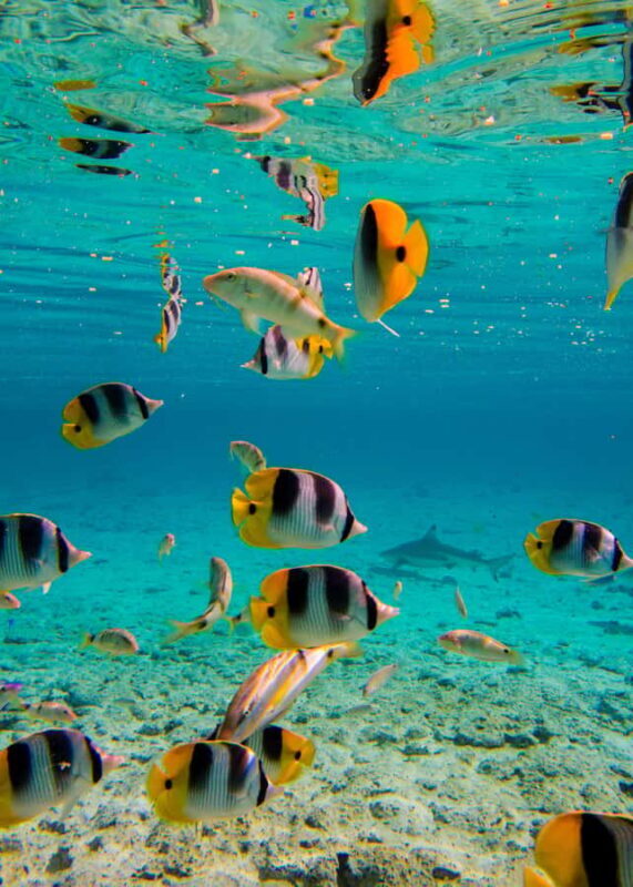 Bora Bora: Half-Day Lagoon Snorkelling Tour - The Sum Up