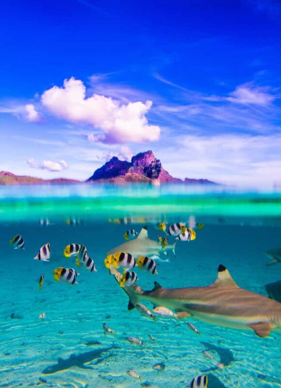 Bora Bora: Half-Day Lagoon Snorkelling Tour - FAQ