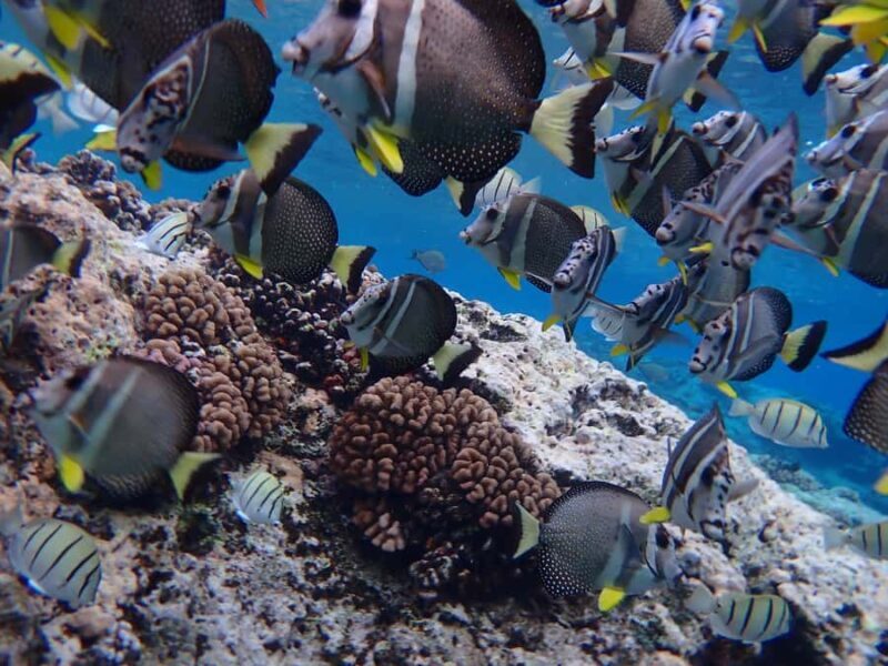 Bora Bora: Introductory Dive - How This Tour Compares to Other Experiences in Bora Bora