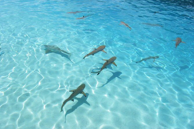 Bora Bora Jet Ski Tour, & Eco Shark / Ray Snorkel Cruise - Who Is This Tour Best For?