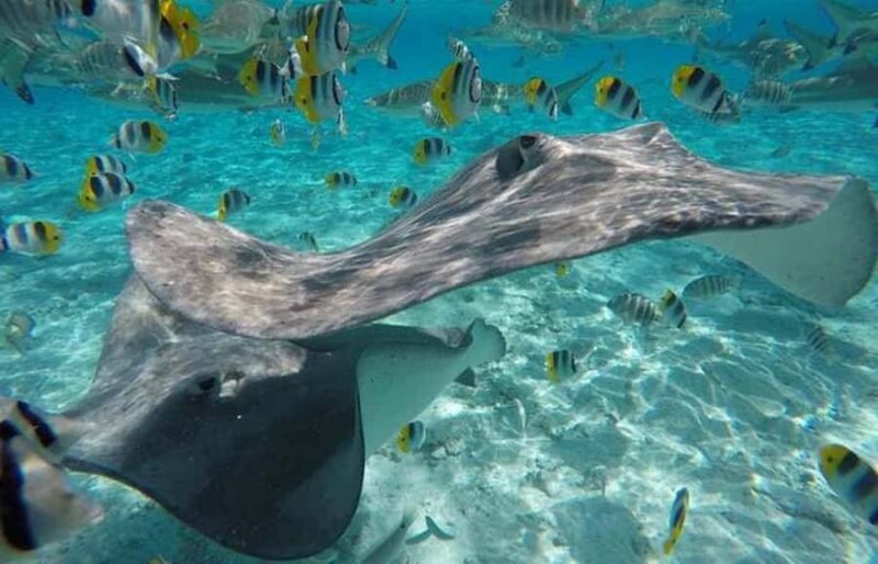 Bora Bora: Lagoon Snorkeling Half-Day Private Boat Tour - Pricing and Value