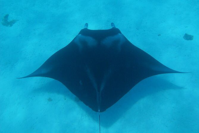 Bora Bora Lagoon Snorkeling Tour by Private Boat - Introduction to the Tour