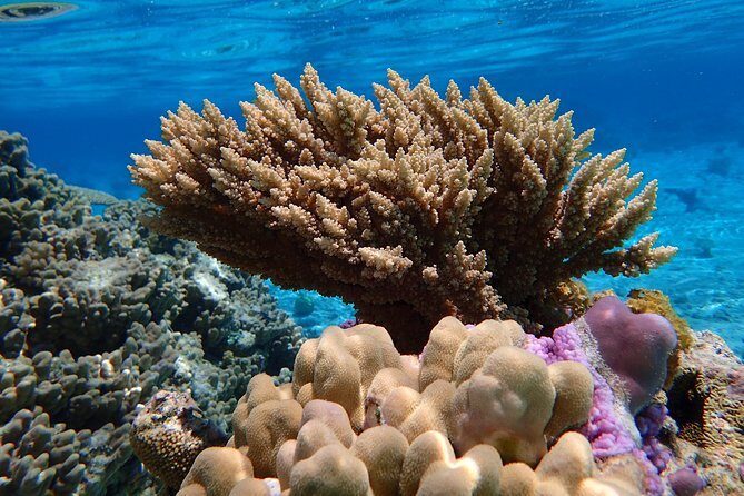 Bora Bora Lagoon Snorkeling Tour by Private Boat - The Itinerary Breakdown