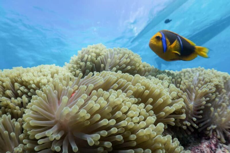 Bora Bora: Lagoon Tour and Snorkeling Experience - Key Points