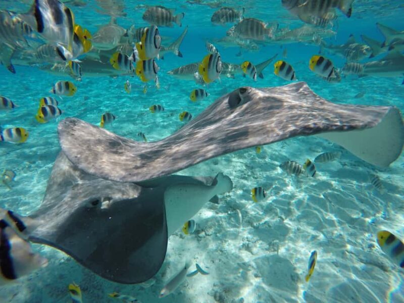 Bora Bora: Lagoon Tour and Snorkeling Experience - An Authentic Taste of Bora Bora’s Lagoon