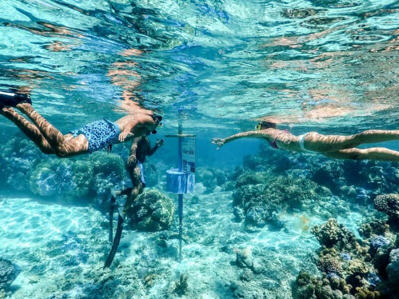 Bora Bora: Lagoon Tour and Snorkeling Experience - Final Thoughts: Who Will Enjoy This Tour?