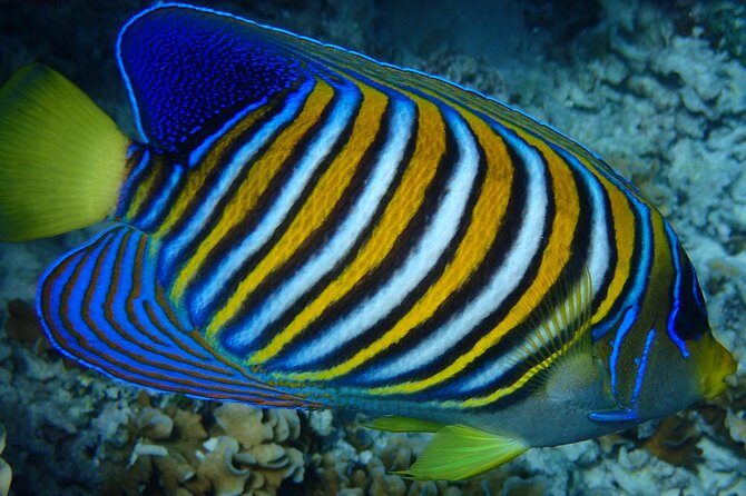 Bora Bora: Luxury Private Half Day Snorkeling Tour - An In-Depth Look at the Experience
