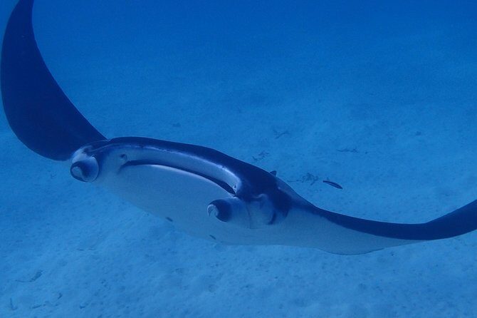 Bora Bora: Luxury Private Half Day Snorkeling Tour - FAQ