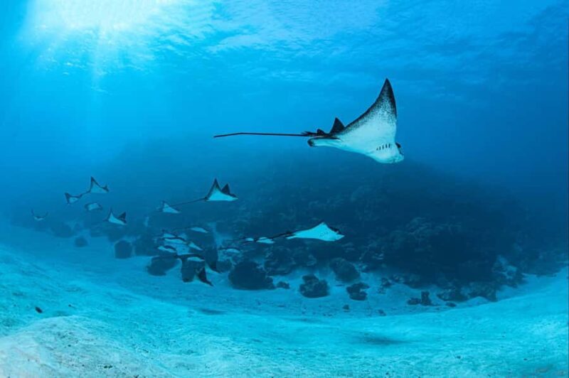 Bora Bora: Morning 2 tank dive for certified divers - Authentic Marine Encounters & Reviews