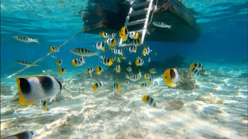Bora Bora: Private 1/2 day lagoon safari tour - Authentic Encounters and Genuine Insights