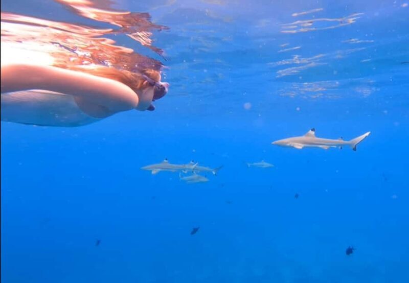 Bora Bora: Private 1/2 day lagoon safari tour - Who Should Consider This Tour?