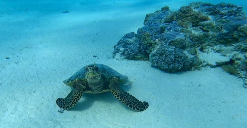 Bora Bora: Private 1/2 day lagoon safari tour - The Sum Up: A Genuine Marine Experience in Bora Bora