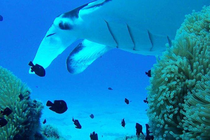 Bora Bora Private Lagoon Tours - FAQs