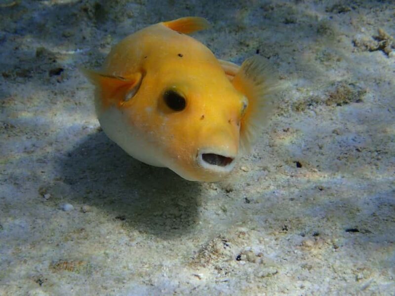 Bora Bora: Small Group Snorkeling Boat Tour with Pickup - Discovering Bora Bora’s Underwater World
