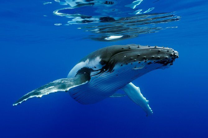 Bora Bora Whale Watching - What to Expect Before You Set Sail