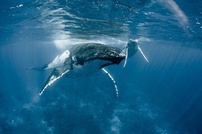 Bora Bora Whale Watching - The Group Size and Environment