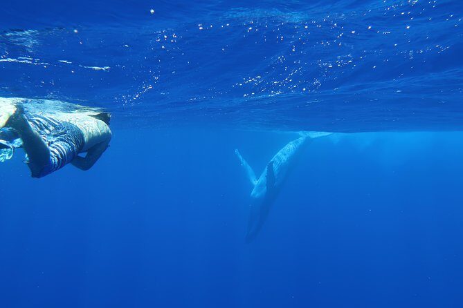 Bora Bora Whale Watching - Real-Life Experiences and Authentic Encounters