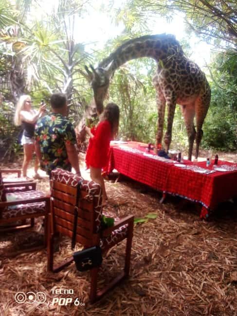 Borabora: Animal Park Guided and Bush Tour - Final Thoughts: Is It Worth It?