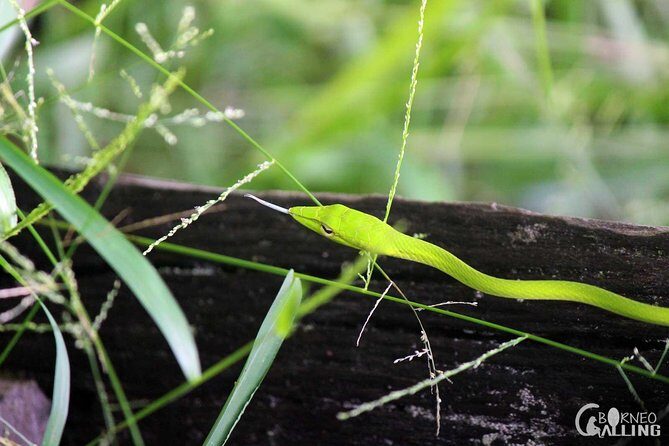 Borneo Kinabatangan River Cruise Day Trip - An In-Depth Look at the Kinabatangan River Day Trip