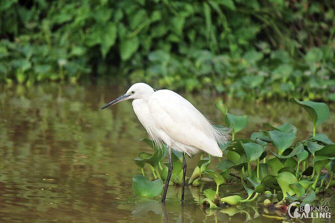 Borneo Kinabatangan River Cruise Day Trip - What Reviewers Say: The Good and The Not-So-Good
