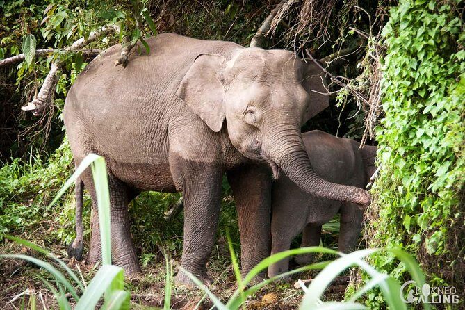 Borneo Kinabatangan River Cruise Day Trip - Who Should Consider This Tour?