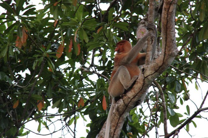 Borneo (Klias) River Cruise & Fireflies Tour - Exploring the Klias River Cruise & Fireflies Tour: A Genuine Look