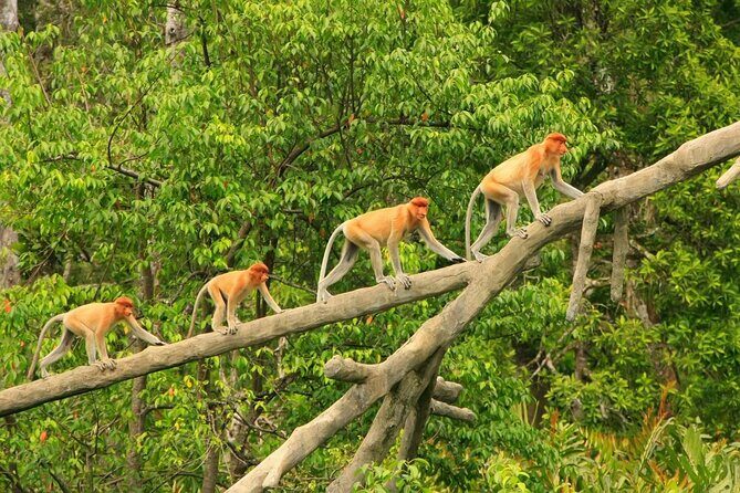 Borneo (Klias) River Cruise & Fireflies Tour - A Detailed Look at the Klias River & Fireflies Tour