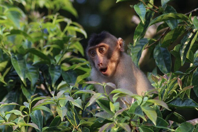 Borneo Wildlife Tour 2 Days 1 Night At Tanjung Bulat Jungle Camp Kinabatangan - Introducing the Borneo Wildlife Tour at Tanjung Bulat Jungle Camp