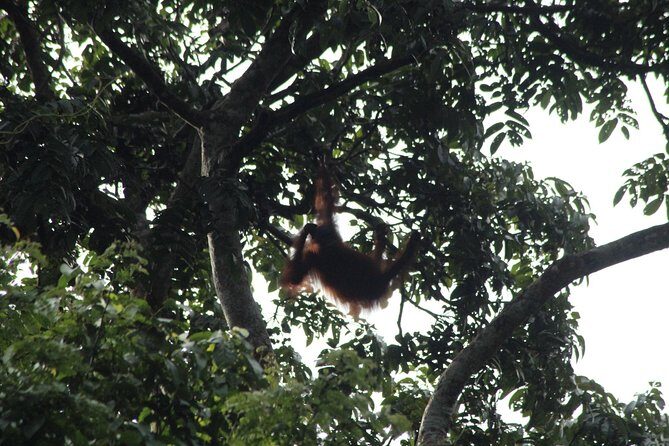 Borneo Wildlife Tour 3 Days 2 Nights At Tanjung Bulat Jungle Camp Kinabatangan - A Deep Dive into the Tanjung Bulat Jungle Camp Experience