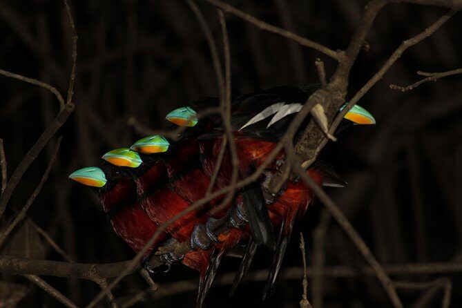 Borneo Wildlife Tour 3 Days 2 Nights At Tanjung Bulat Jungle Camp Kinabatangan - Practical Tips for Future Travelers