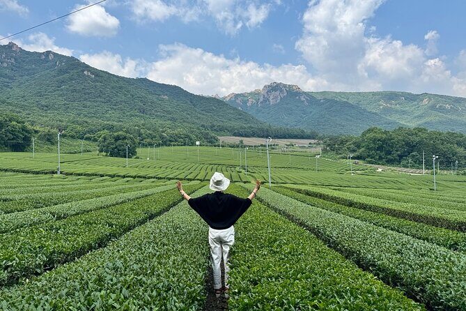 Boseong & Gangjin Green Tea Tour (Private) - Starting Point: Gwangju and the Journey to Boseong