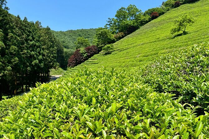 Boseong & Gangjin Green Tea Tour (Private) - Baeg-un Tea House: A Taste of Legacy