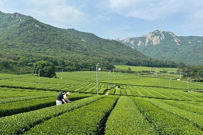 Boseong & Gangjin Green Tea Tour (Private) - End of the Day: Return to Gwangju